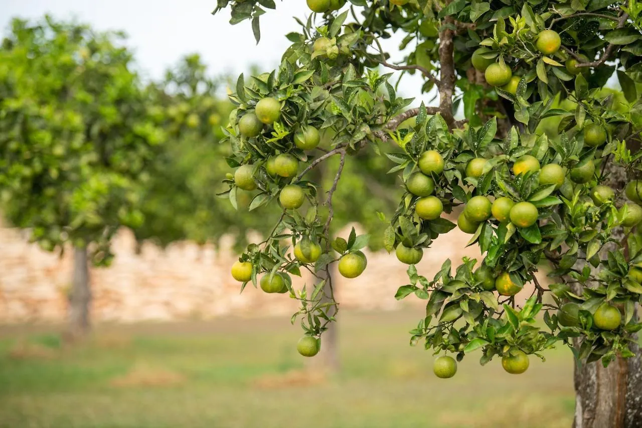 Agroturismo Safragell Ibiza Suites & Spa Sant Llorenc de Balafia Farm stay